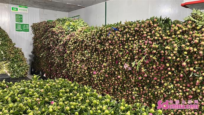 荷泽牡丹花苗价格