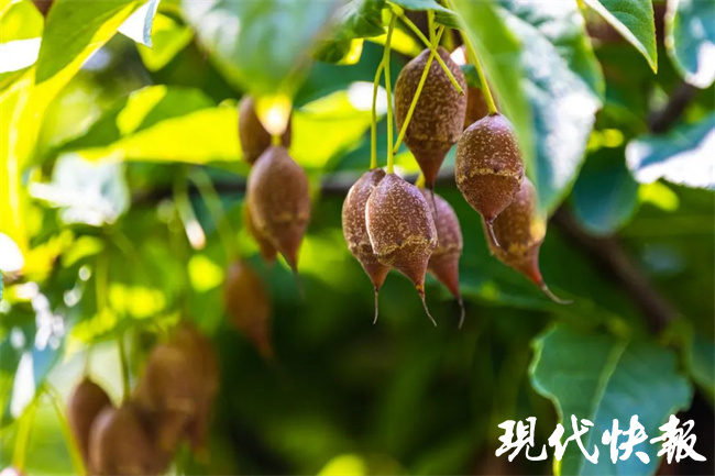 你见过树上长秤锤吗？地道“老南京”秤锤树结果了 | 极目新闻