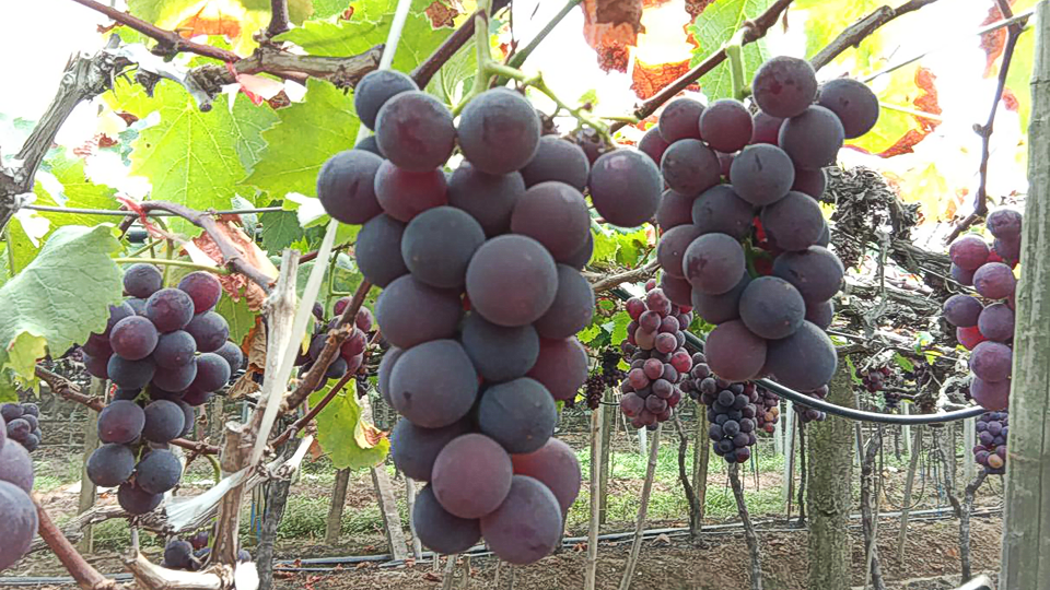 福安巨峰葡萄|果粉厚,着色好 | 极目新闻