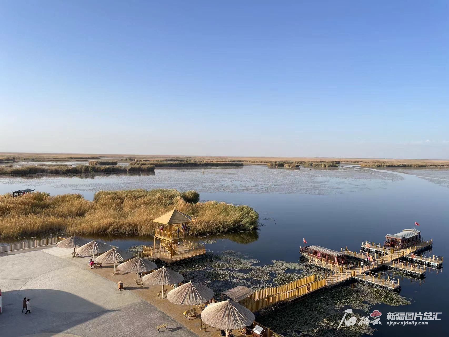 10月24日,博湖县博斯腾湖莲海世界景区金黄色的芦苇与蓝色的湖面构成