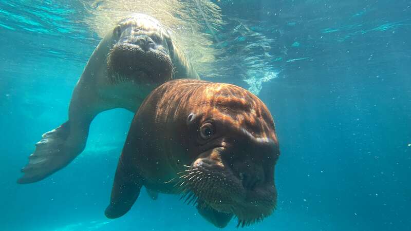国内首次成功繁育并存活海象幼崽 | 极目新闻