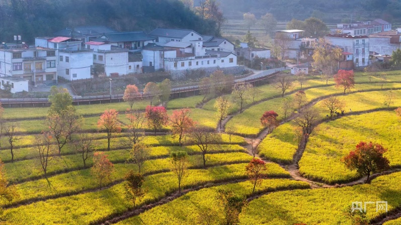信阳市商城县晨光照乌桕乡村如画卷