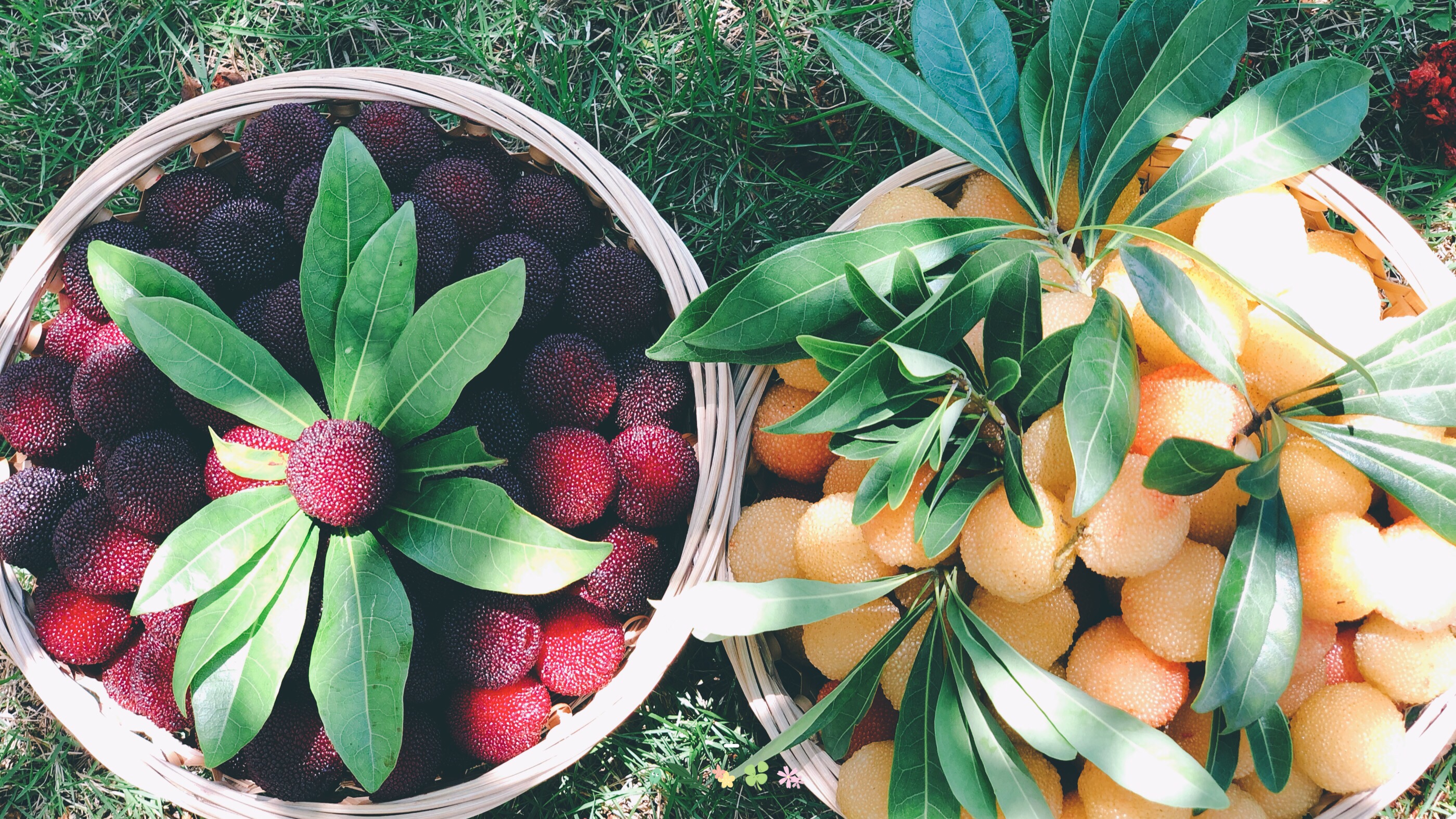 仙居杨梅|核小肉厚 清香四溢 | 极目新闻