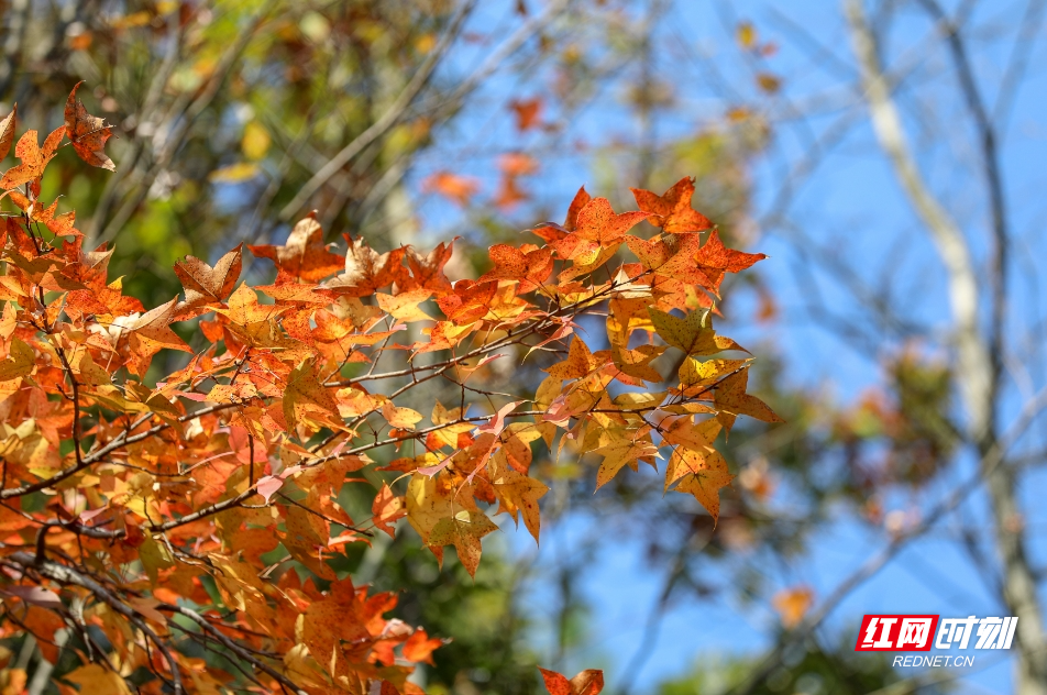 衡阳:满山红叶 层林尽染 | 极目新闻
