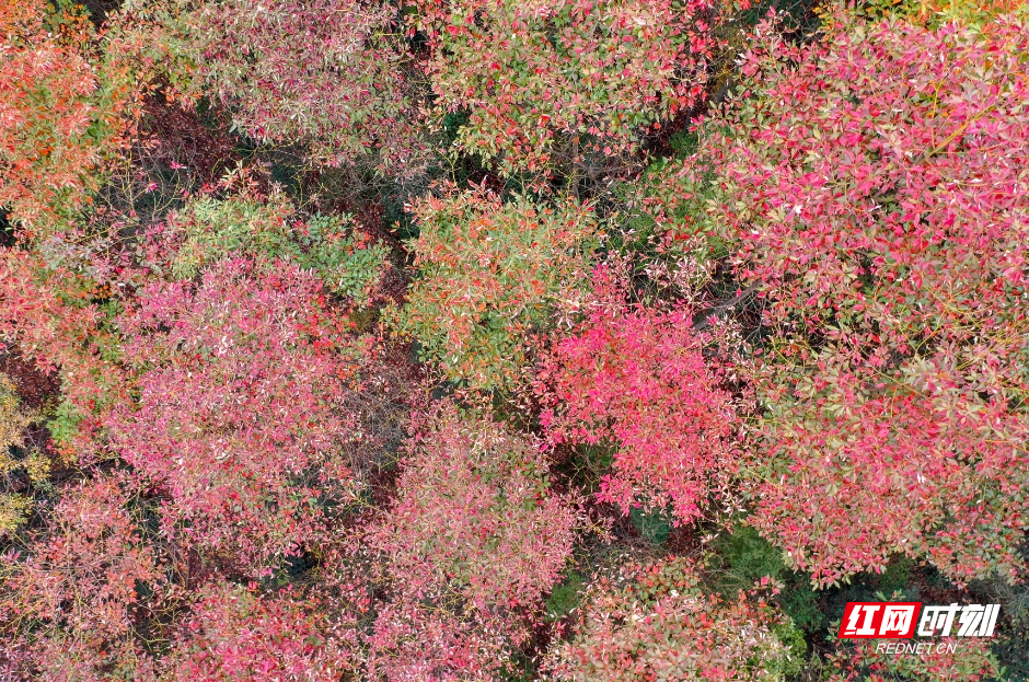 衡阳:满山红叶 层林尽染 | 极目新闻