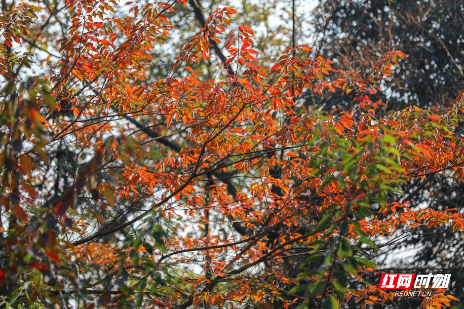 衡阳:满山红叶 层林尽染 | 极目新闻