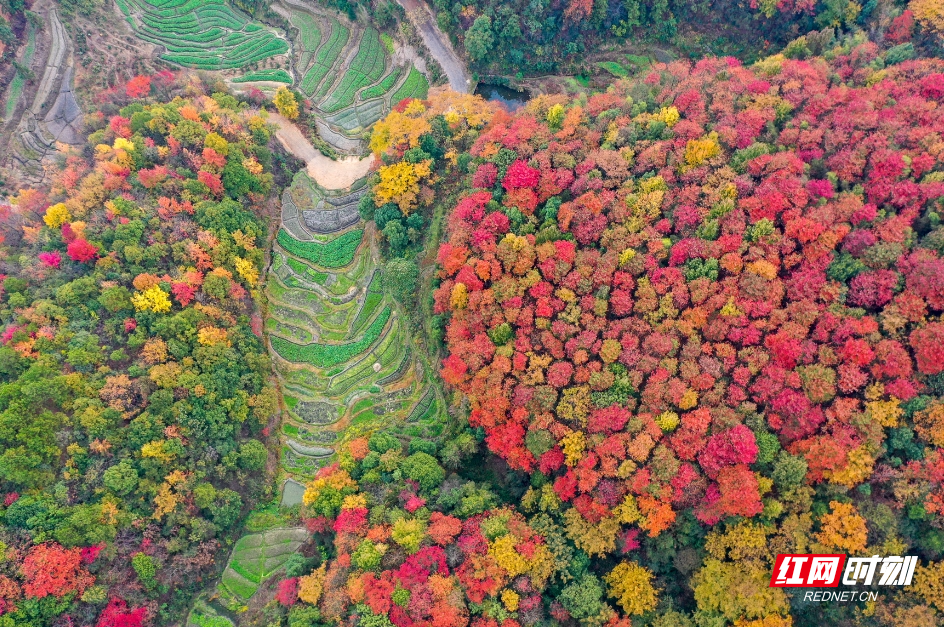 衡阳:满山红叶 层林尽染 | 极目新闻