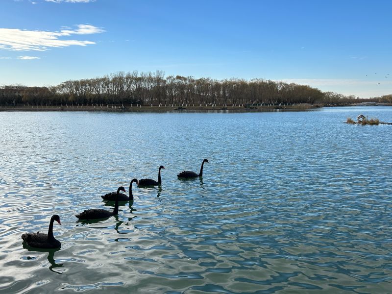 黑天鹅一家子来了,团城湖再添冬日美景