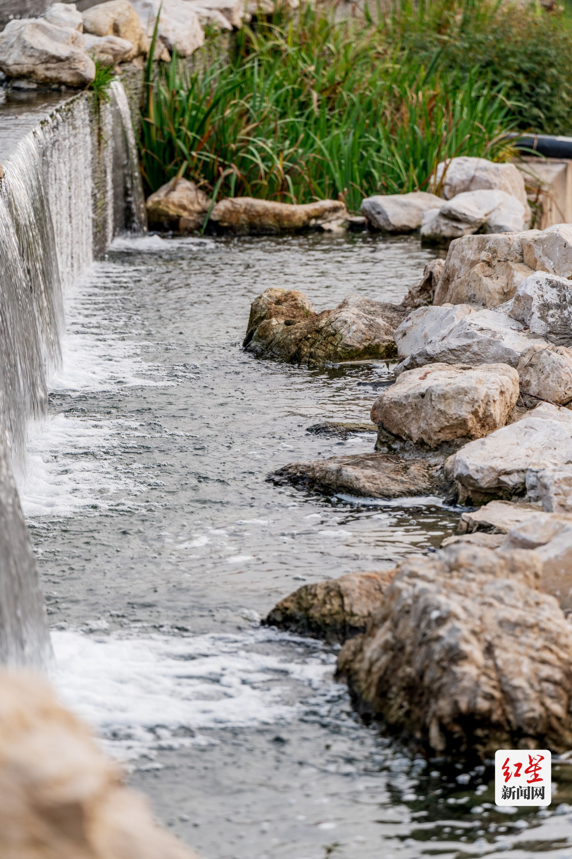 成都规模最大的垂直流人工湿地公园——骑龙中水湿地公园开放!