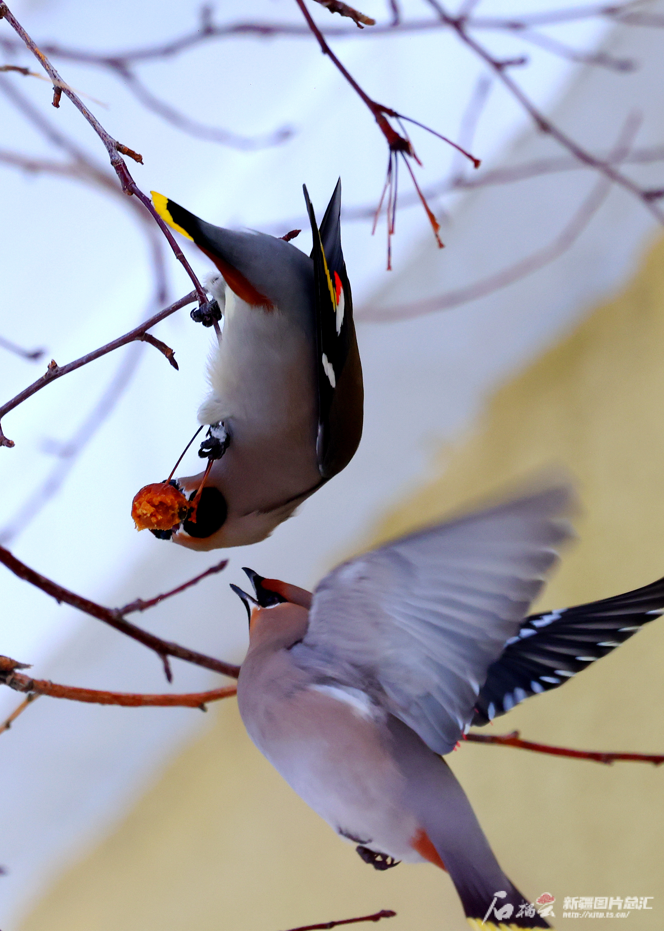 高清图来了!鸟儿争抢海棠果