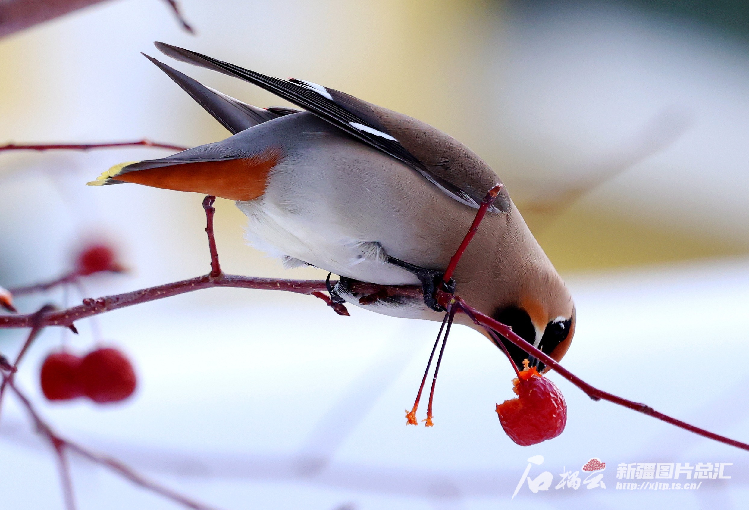 高清图来了!鸟儿争抢海棠果