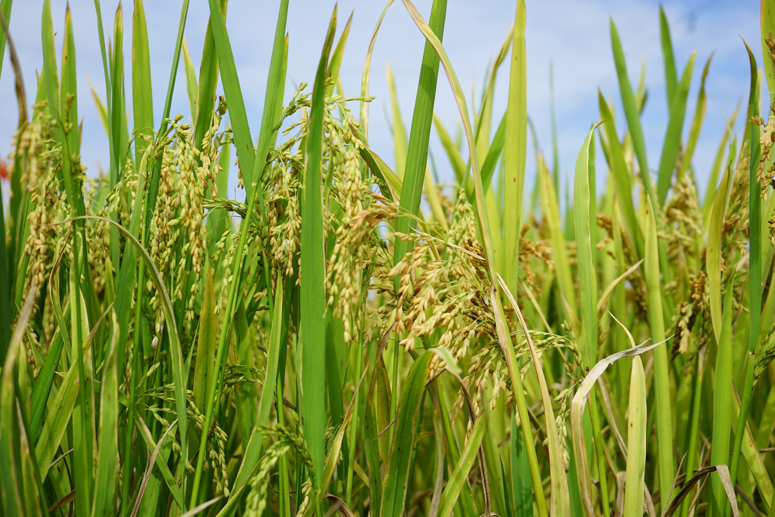 稻谷植物图片图片