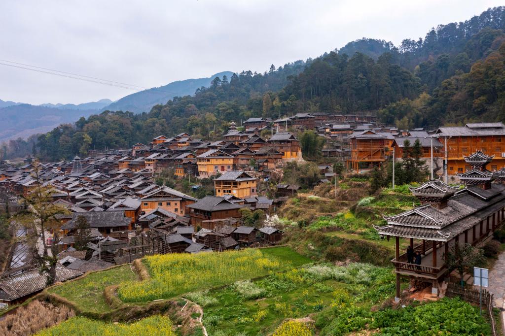 69692024年3月10日,贵州省从江县高增乡占里侗寨内盛开的茶花与