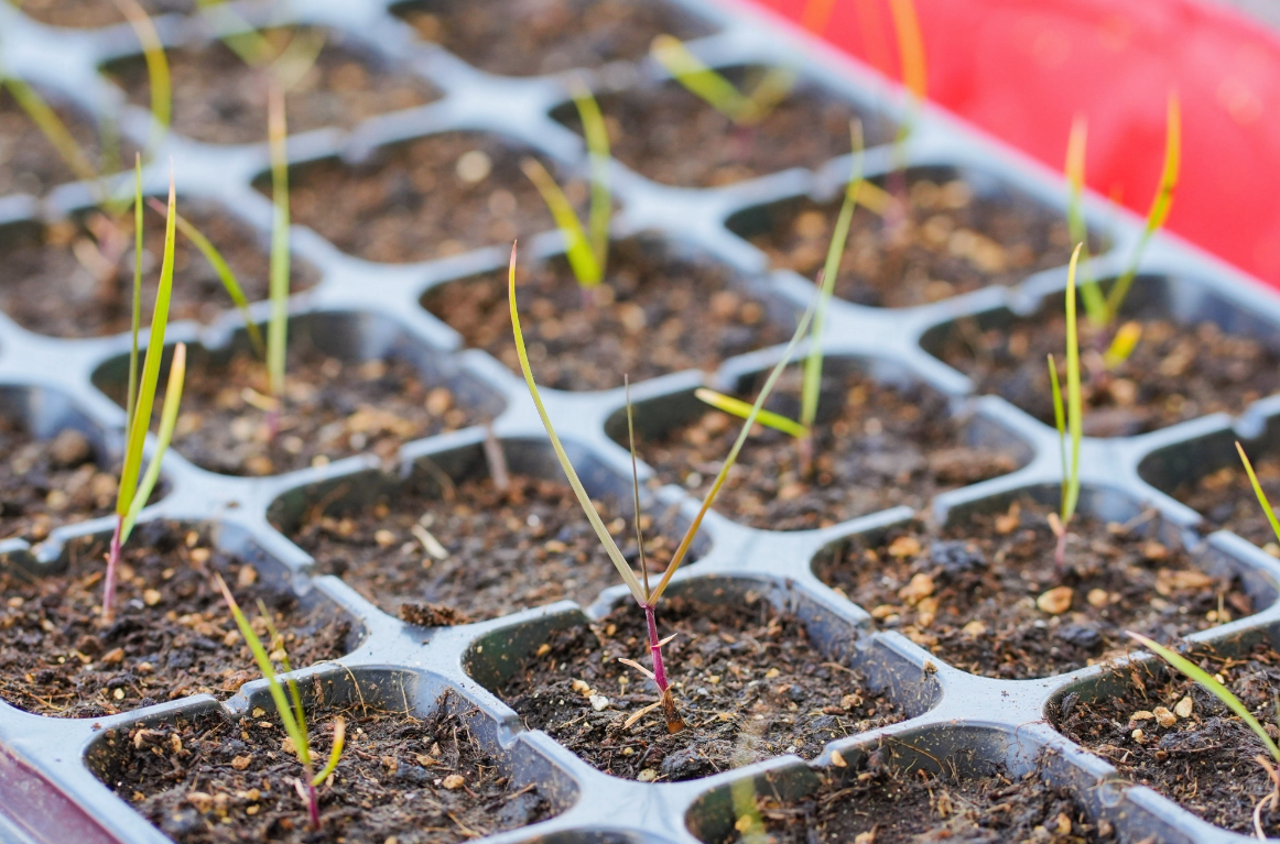 国家一级保护植物华山新麦草"落户"小学校园 | 极目新闻