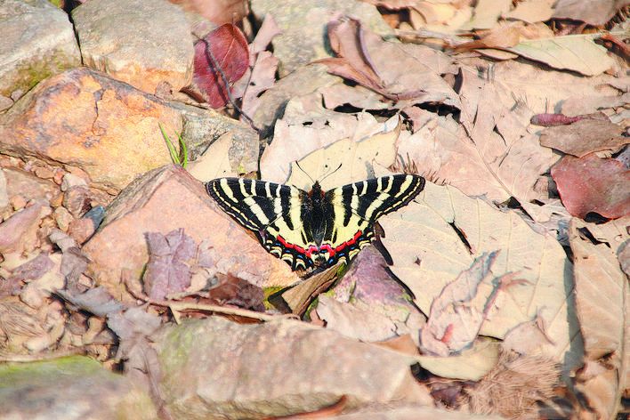 国宝再现中华虎凤蝶安居巢湖