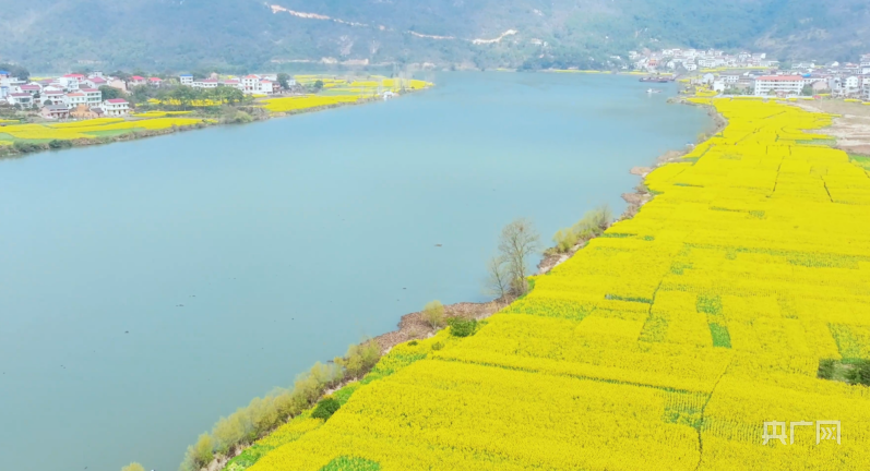 在草长莺飞的春三月,湖南省衡阳市衡东县杨林镇万亩油菜花尽情绽放,一