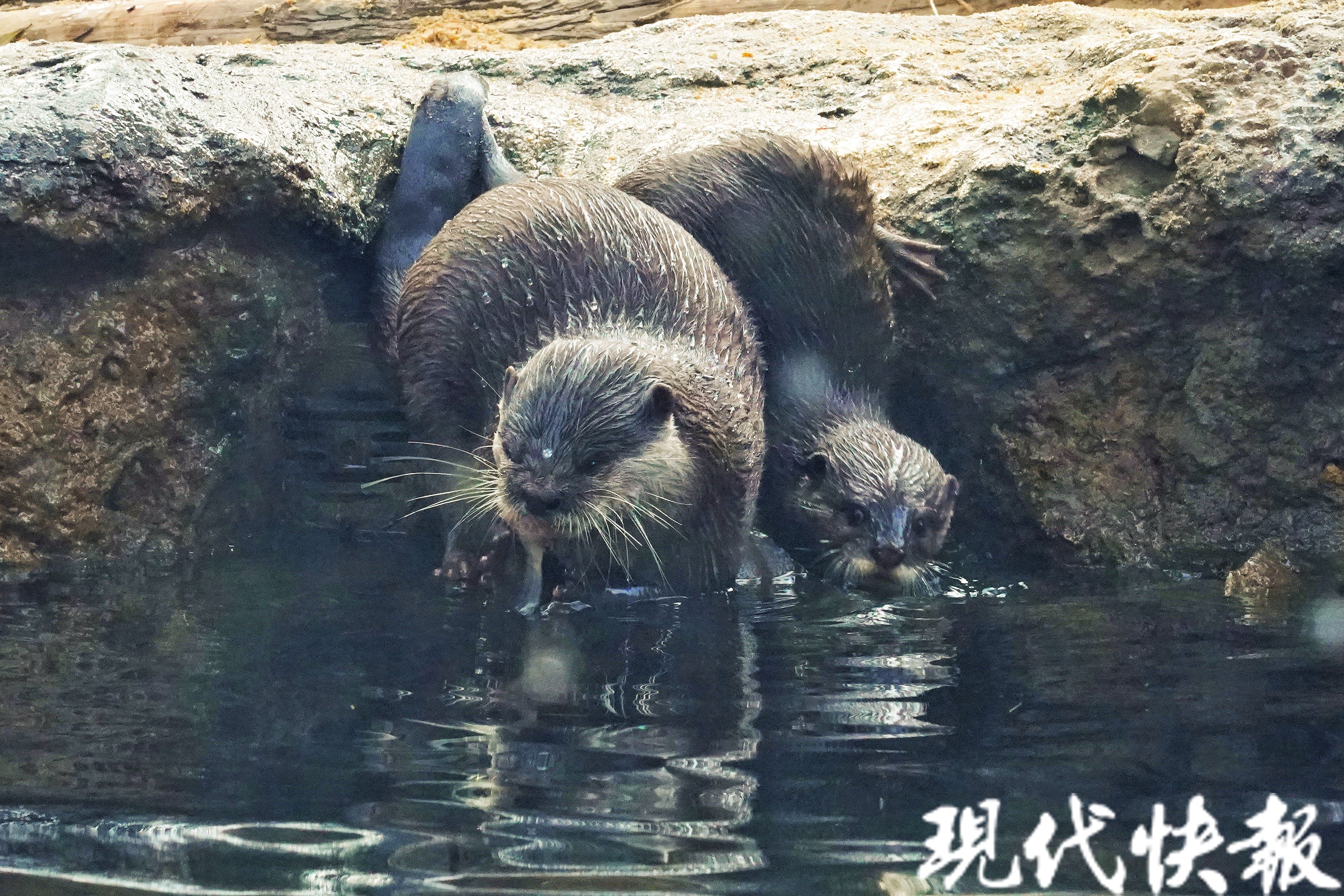 中国江苏水獭养殖场图片