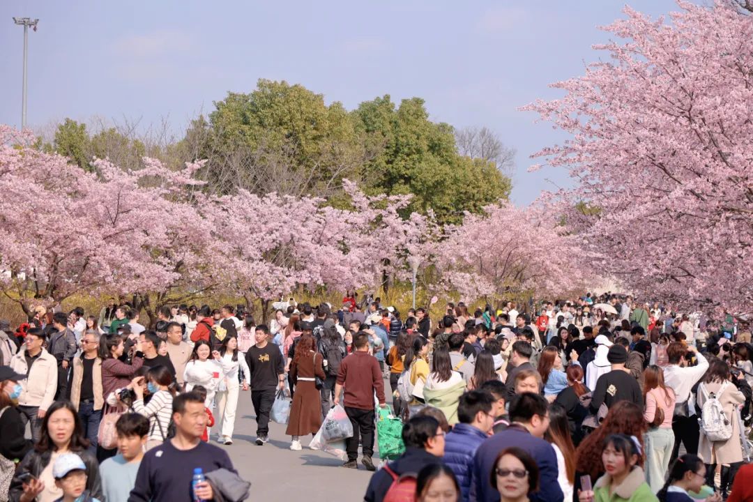2024上海樱花节开幕后首个周末,顾村公园迎来近10万游客