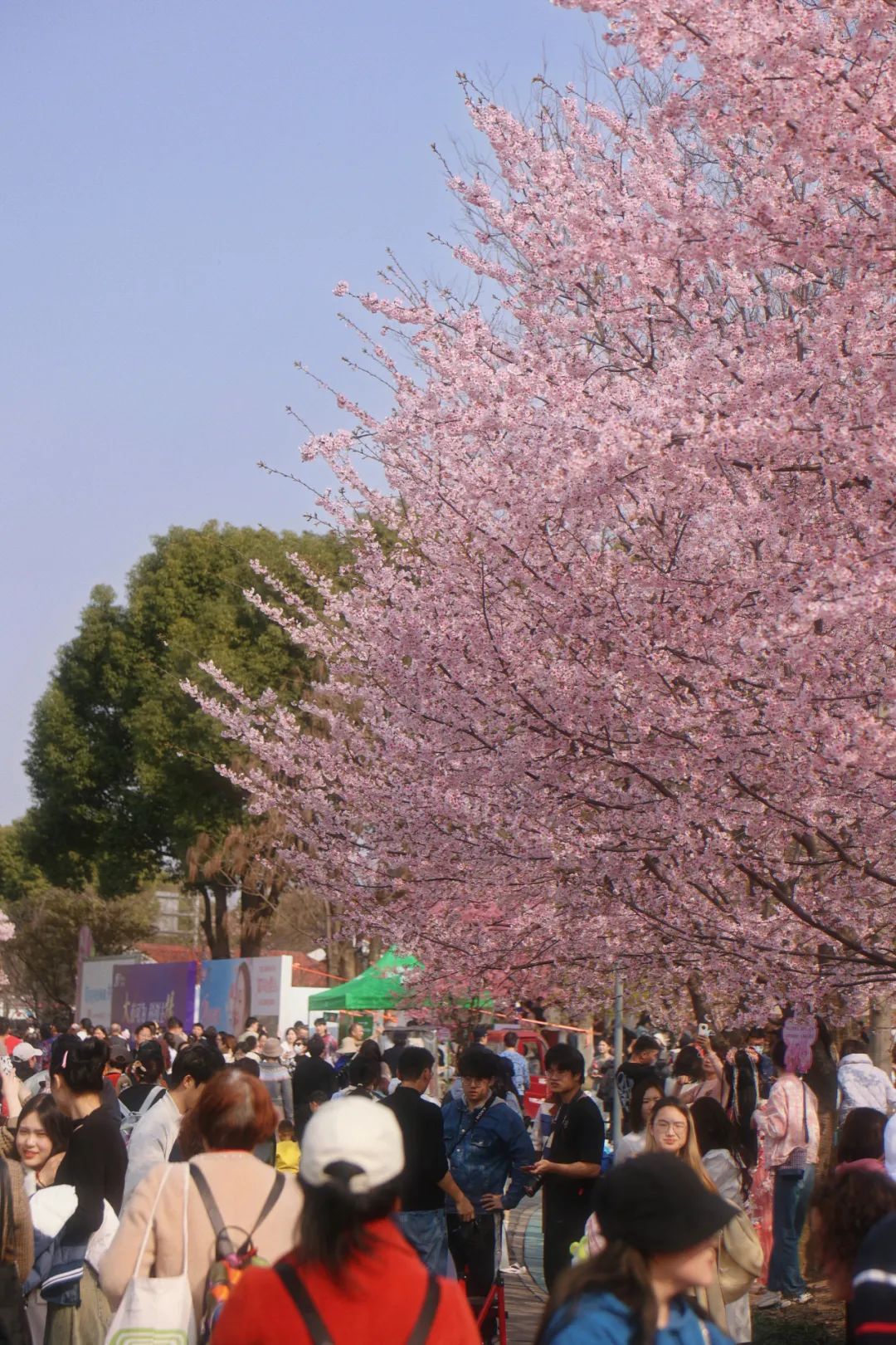 2024上海樱花节开幕后首个周末,顾村公园迎来近10万游客