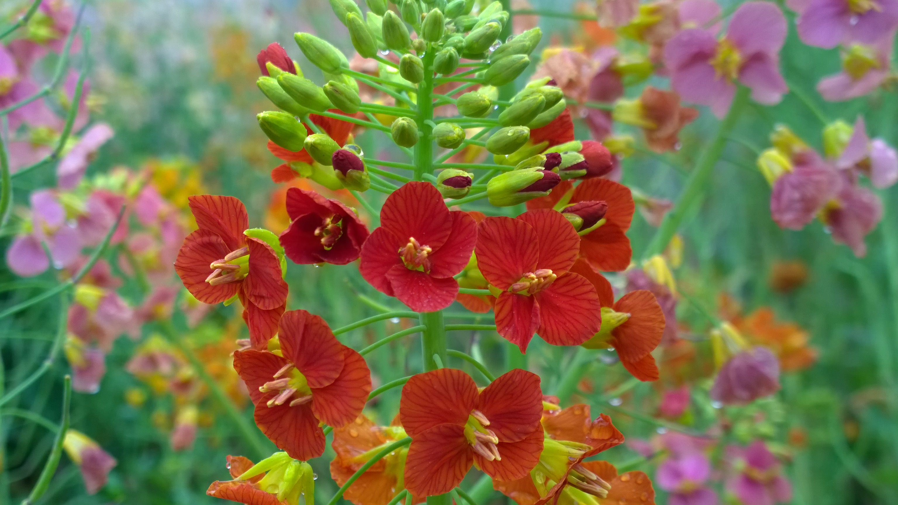 颜色多达70种!江西农大彩色油菜花上新