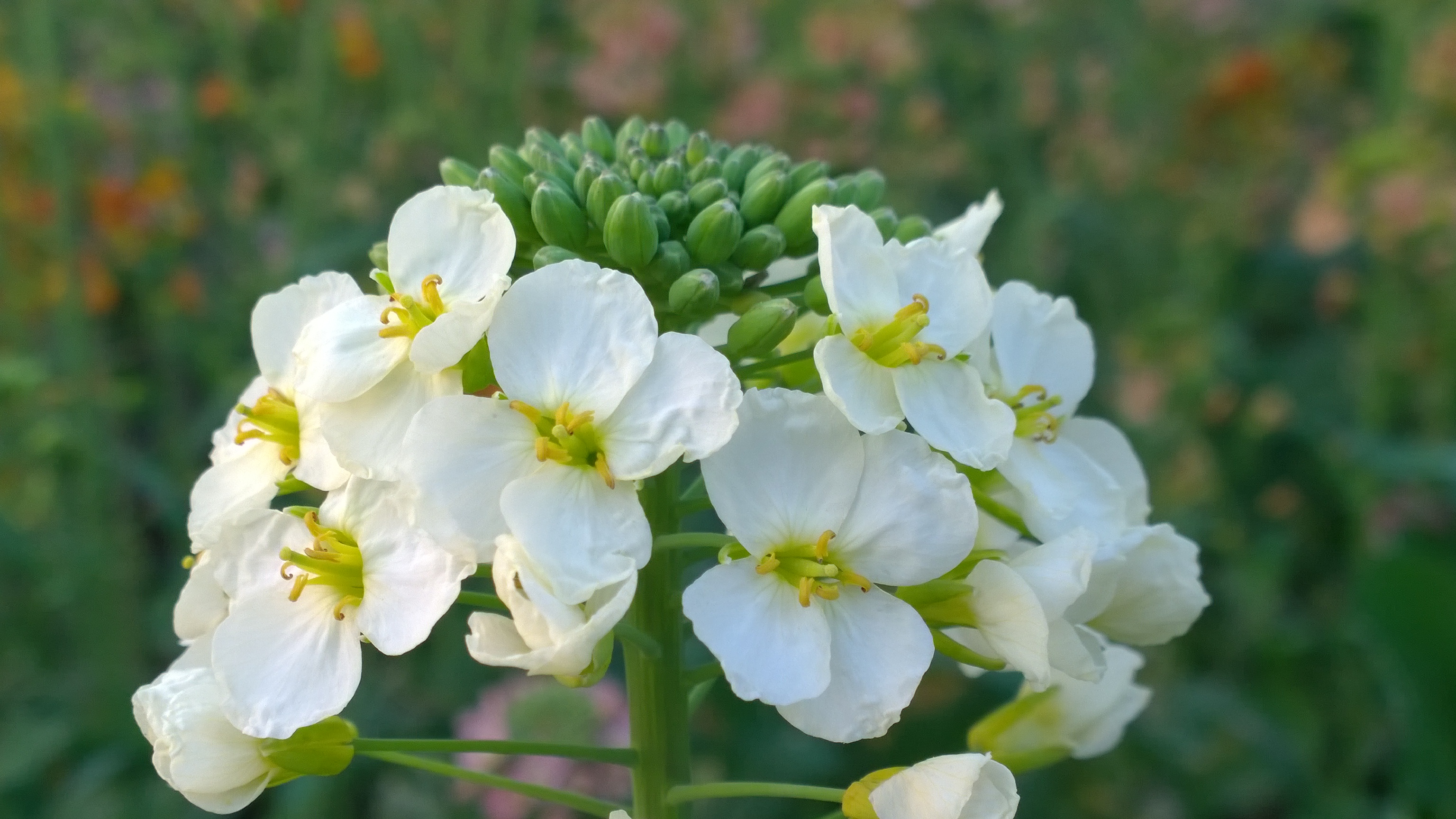 江西农业大学油菜花图片