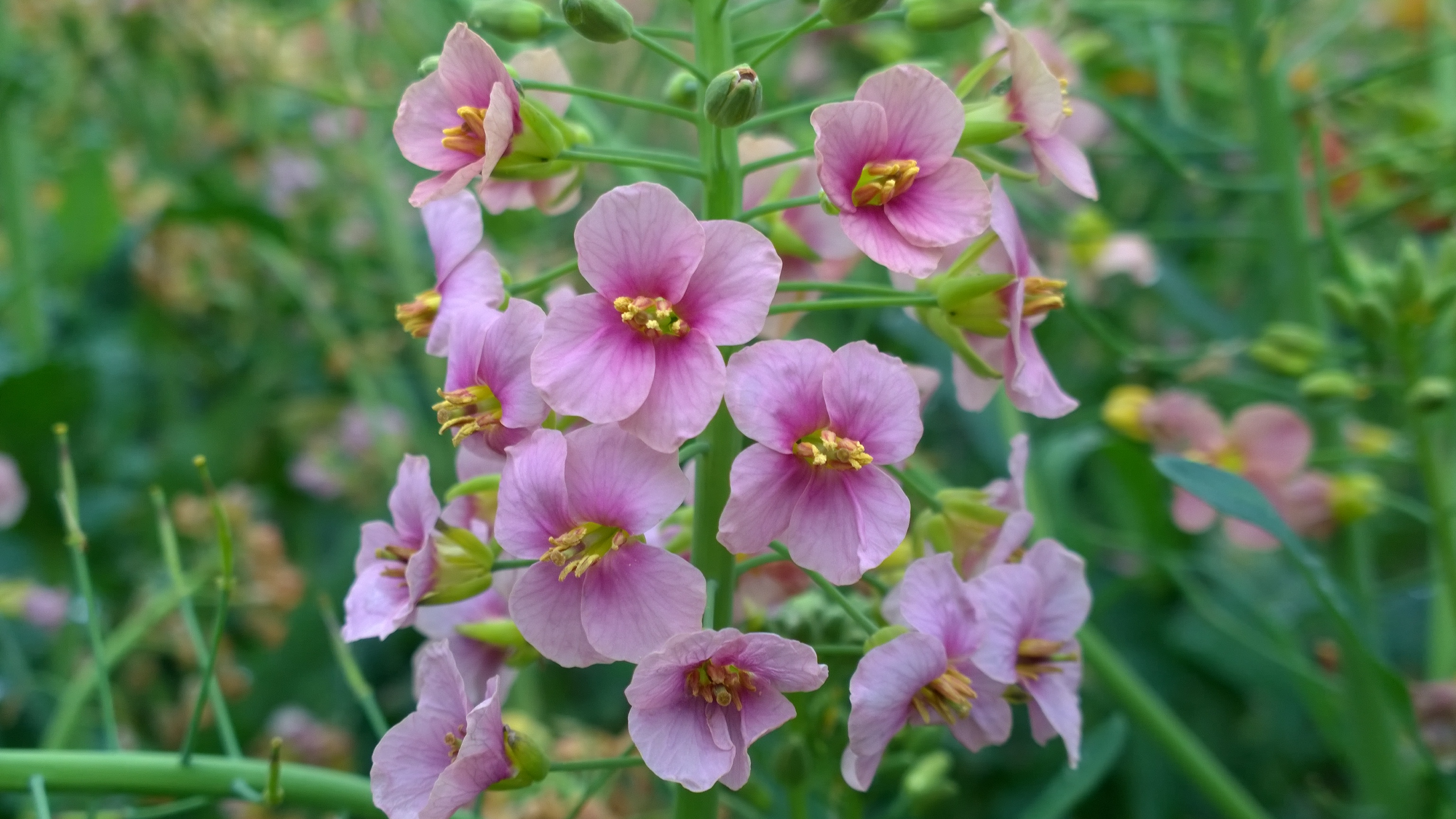 颜色多达70种 江西农大彩色油菜花上新