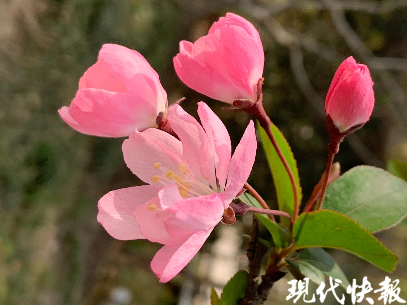 荆川公园海棠花图片