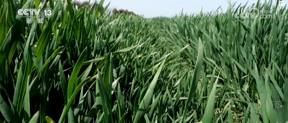 春风渐暖,江苏盱眙县马坝镇朱楼村的13000亩小麦已拔节起身,长势喜人.