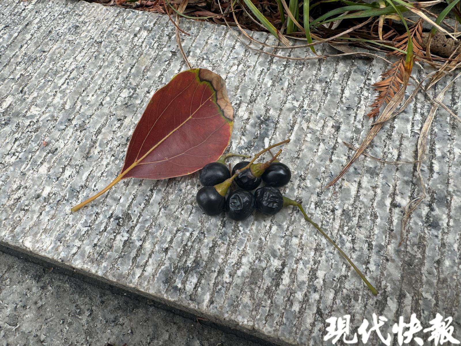 你被香樟树小果子“背刺”过吗?染上果浆可以这样清理 | 极目新闻
