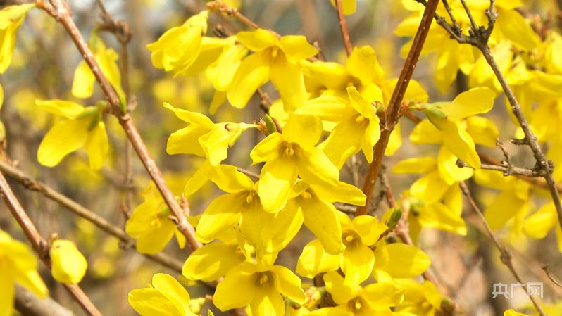 瞰山西 | 安泽黄花岭景区连翘花海美如画 | 极目新闻