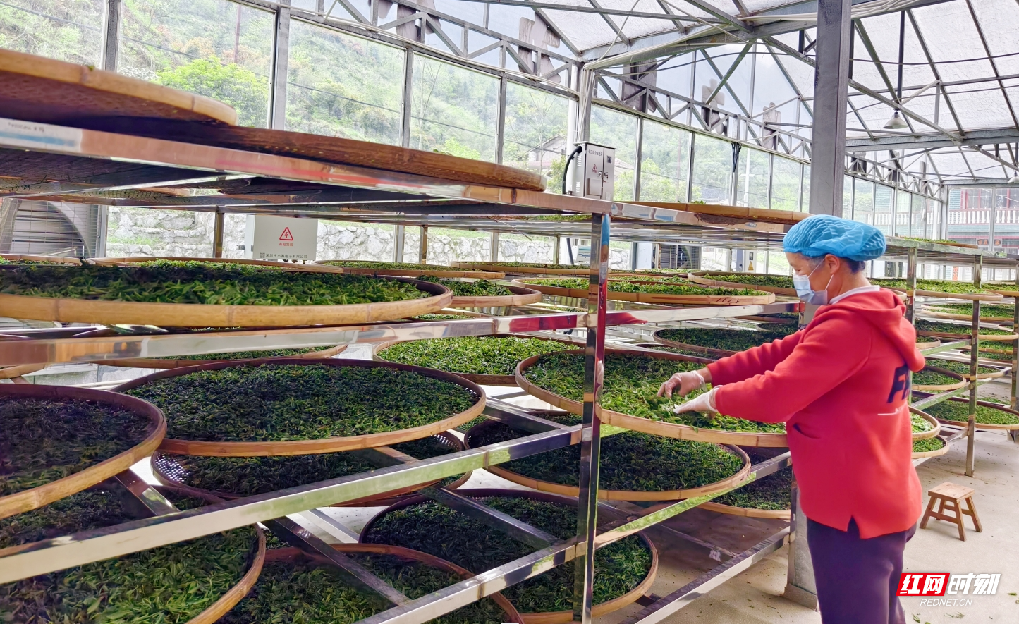 茶叶助农增收(茶叶增产增收用什么药)