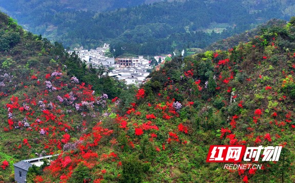 湖南常宁高山杜鹃醉游人