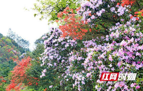 湖南常宁高山杜鹃醉游人