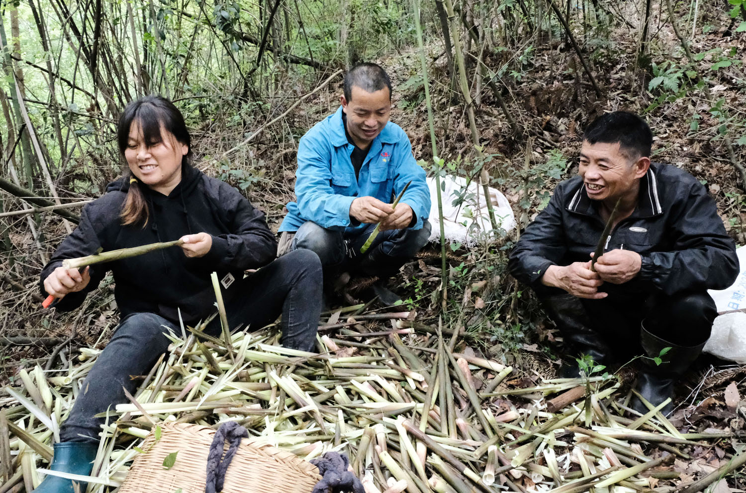 山间竹笋图片