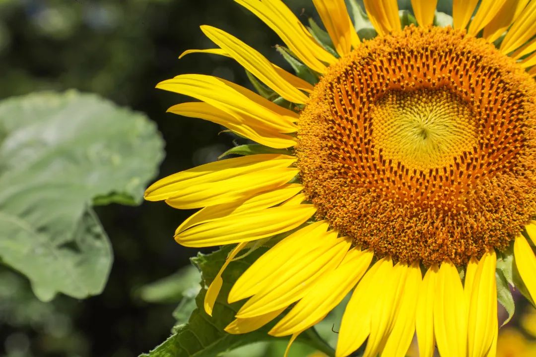 现实版"梵高油画" 南宁这片向日葵花海等你来打卡!