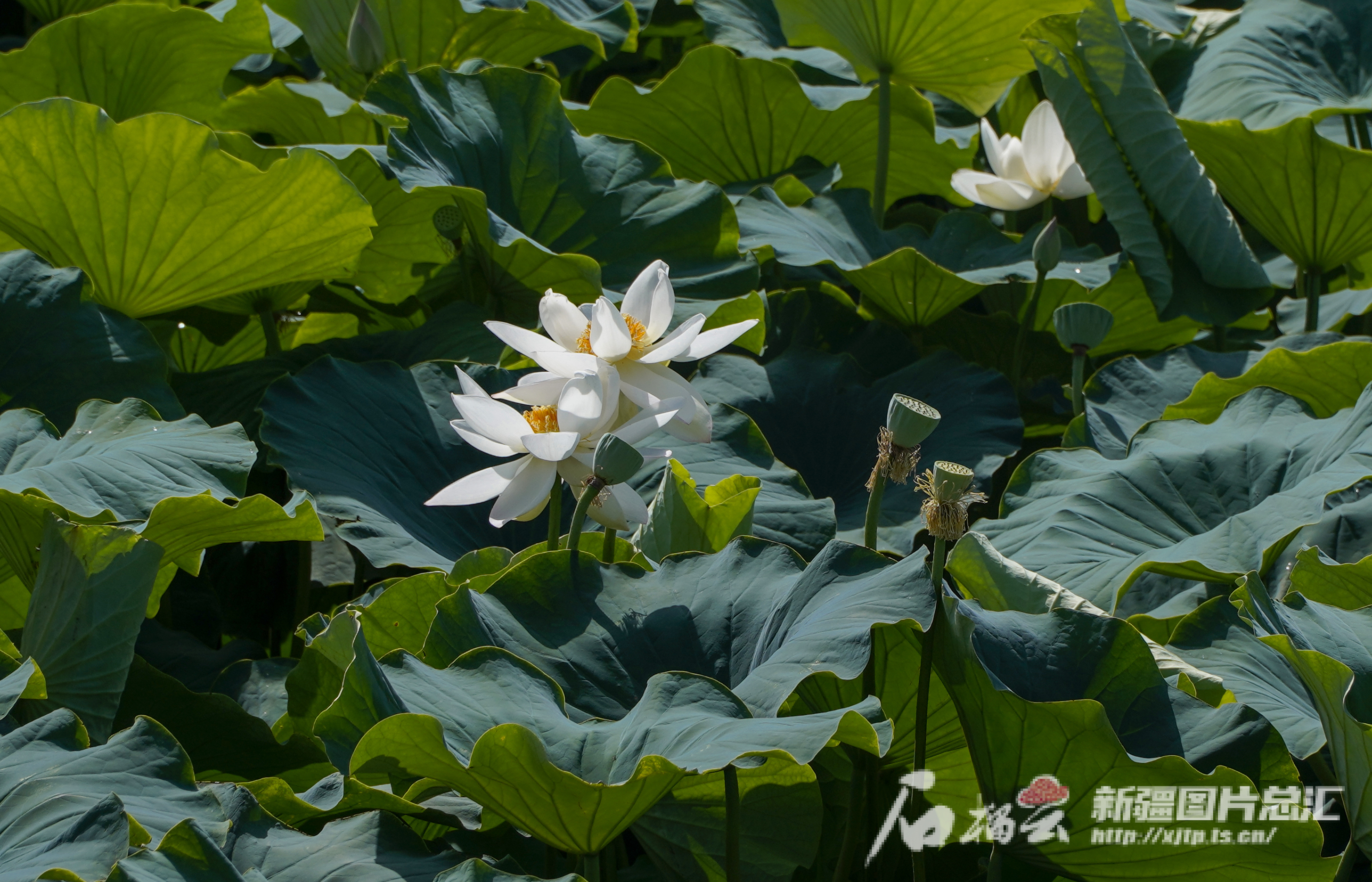 昌吉市滨湖镇荷花盛开正当时