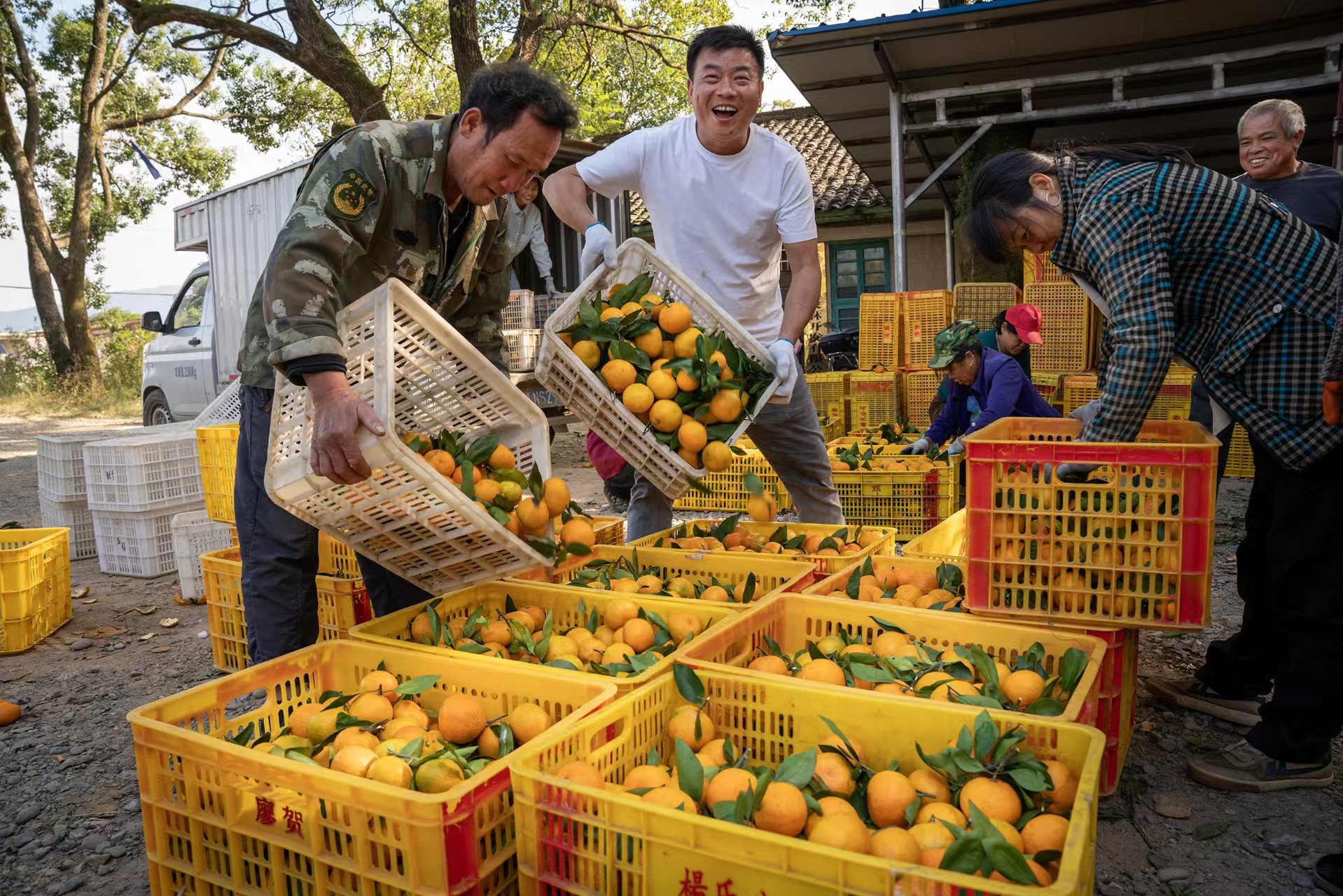 柑橘满枝头 果农迎丰收 | 极目新闻