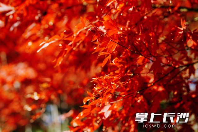 “枫”景这边独好!岳麓山红枫最佳观赏期就在…… | 极目新闻